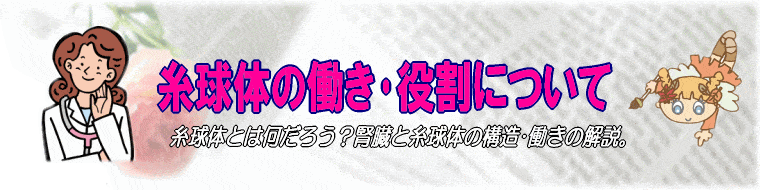 糸球体の役割･働き